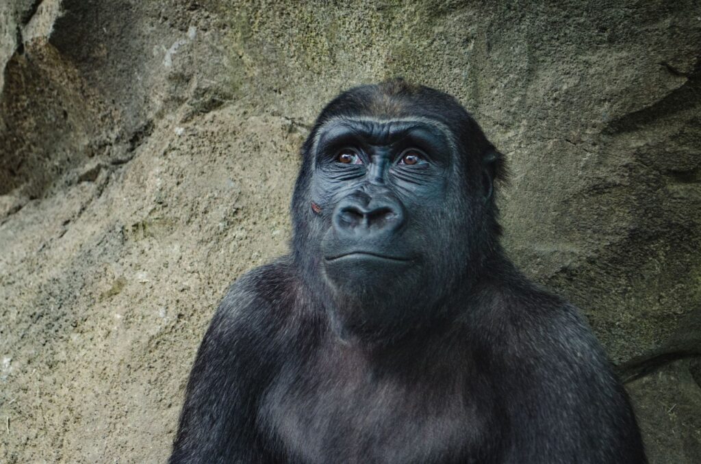 Teaching evolution literature review