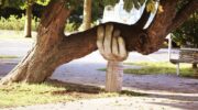 Decorative image of hand supporting tree