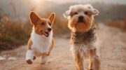 |Figure 1 illustrates four principles to consider when having dogs in school: (1) Respect everyone’s feelings