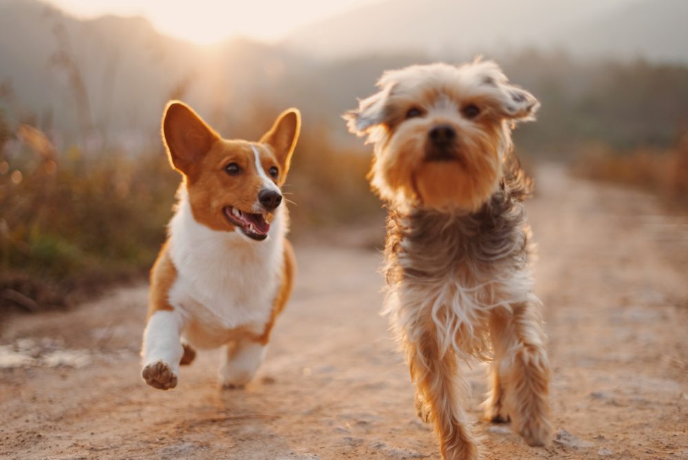 |Figure 1 illustrates four principles to consider when having dogs in school: (1) Respect everyone’s feelings
