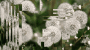 A close-up photo of some dandelions, but the image is slightly distorted by digital artefacts.